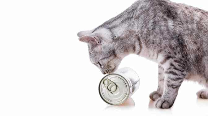 Can Canned Cat Food Be Left In A Hot Car