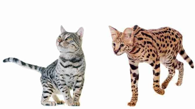 Serval Vs Bengal Cats Similarities And Differences 0684